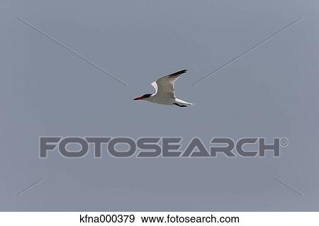 Gull flying View Large Photo Image Stock Photo - Gull flying. Fotosearch