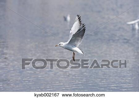 Gull flying View Large Photo Image Stock Photo - Gull flying. Fotosearch