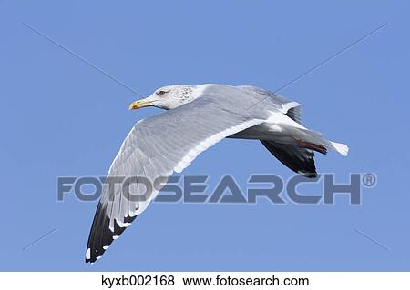 Stock Photo - Gull flying. Fotosearch