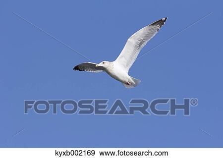 Gull flying View Large Photo Image Stock Photo - Gull flying. Fotosearch
