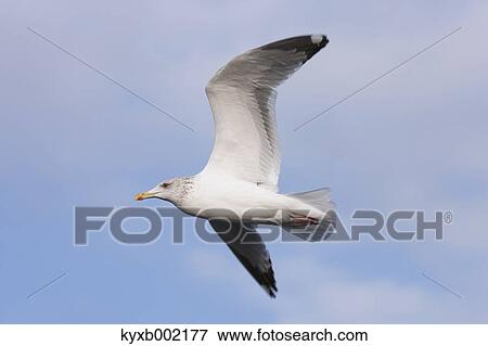 Gull flying View Large Photo Image Stock Photo - Gull flying. Fotosearch