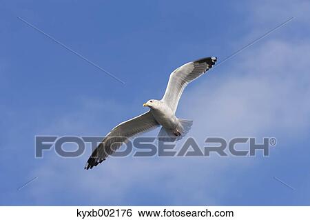 Gull flying View Large Photo Image Stock Photograph - Gull flying. Fotosearch