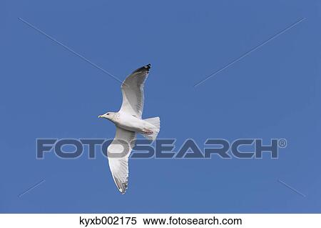 Stock Photography - Gull flying. Fotosearch