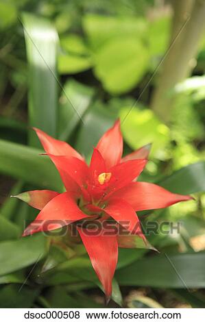 Guzmania View Large Photo Image Stock Photo - Guzmania. Fotosearch