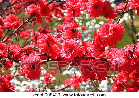 Hana Peach flowers View Large Photo Image Stock Image - Hana Peach flowers. Fotosearch