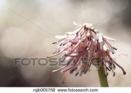 Stock Photo - Heloniopsis Orientalis. Fotosearch