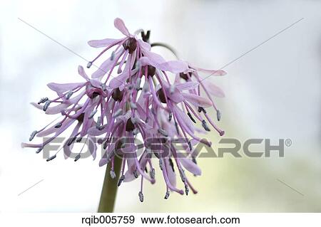 Heloniopsis Orientalis View Large Photo Image Stock Photo - Heloniopsis Orientalis. Fotosearch