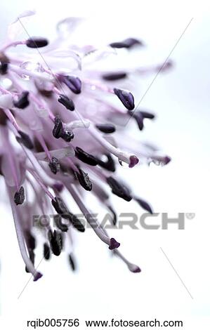 Stock Photograph - Heloniopsis Orientalis. Fotosearch
