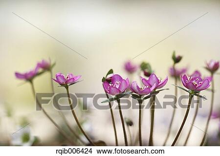 Hepatica View Large Photo Image Picture - Hepatica. Fotosearch