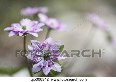 Hepatica View Large Photo Image Stock Image - Hepatica. Fotosearch