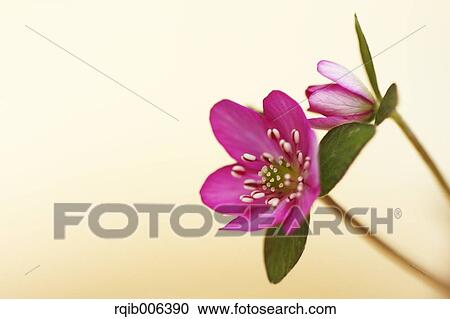 Hepatica View Large Photo Image Stock Image - Hepatica. Fotosearch