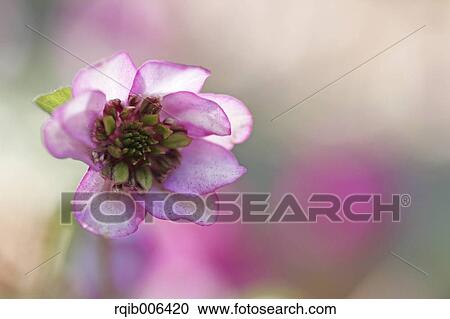 Hepatica View Large Photo Image Stock Image - Hepatica. Fotosearch
