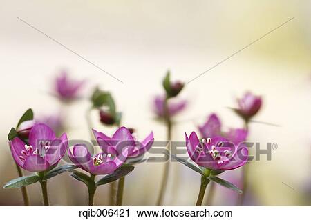 Hepatica View Large Photo Image Stock Image - Hepatica. Fotosearch