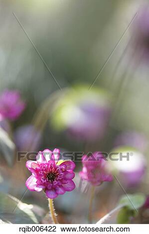 Hepatica View Large Photo Image Stock Image - Hepatica. Fotosearch