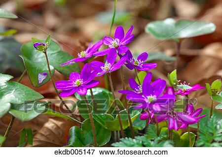 Hepatica View Large Photo Image Stock Photo - Hepatica. Fotosearch
