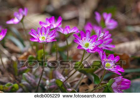Hepatica View Large Photo Image Stock Photo - Hepatica. Fotosearch