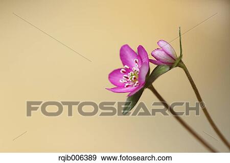 Stock Photo - Hepatica. Fotosearch