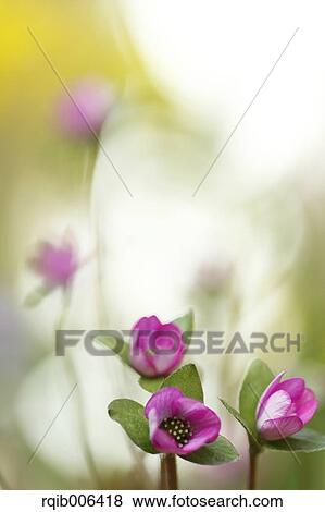 Stock Photo - Hepatica. Fotosearch