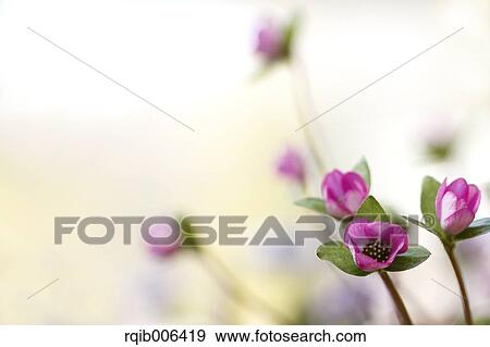 Stock Photo - Hepatica. Fotosearch