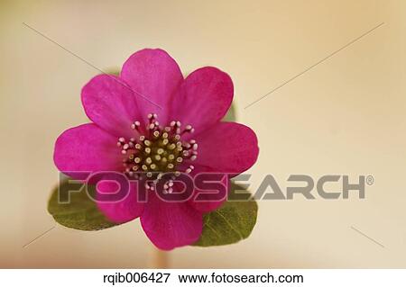 Hepatica View Large Photo Image Stock Photo - Hepatica. Fotosearch