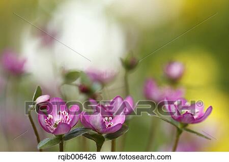 Stock Photograph - Hepatica. Fotosearch