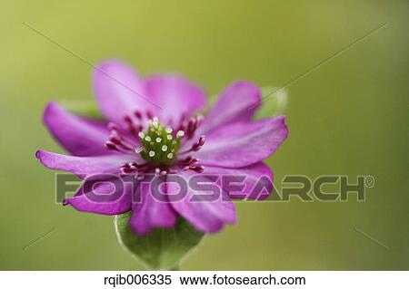 Hepatica View Large Photo Image Stock Photography - Hepatica. Fotosearch