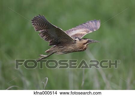 Heron View Large Photo Image Picture - Heron. Fotosearch