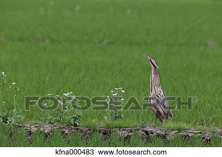Heron View Large Photo Image Stock Image - Heron. Fotosearch