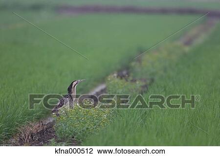 Heron View Large Photo Image Stock Image - Heron. Fotosearch