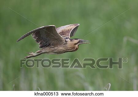 Heron View Large Photo Image Stock Image - Heron. Fotosearch