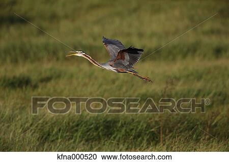 Heron View Large Photo Image Stock Image - Heron. Fotosearch