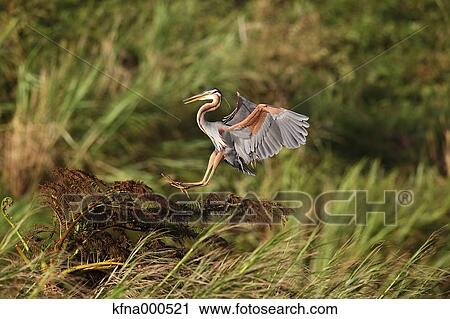 Heron View Large Photo Image Stock Image - Heron. Fotosearch