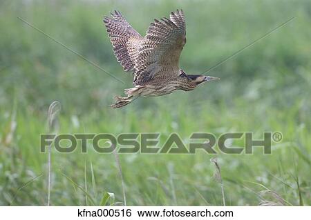 Heron View Large Photo Image Stock Photograph - Heron. Fotosearch