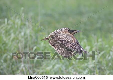 Heron View Large Photo Image Stock Photography - Heron. Fotosearch