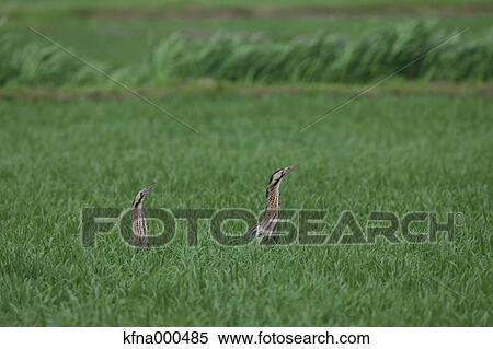 Herons View Large Photo Image Stock Photography - Herons. Fotosearch