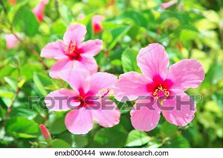 Picture - Hibiscus. Fotosearch