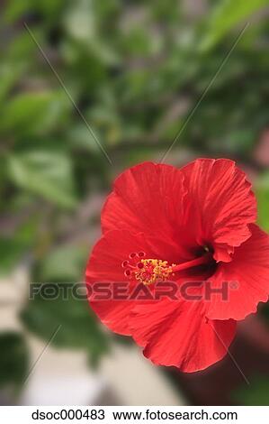 Stock Image - Hibiscus. Fotosearch
