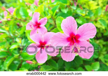 Stock Image - Hibiscus. Fotosearch