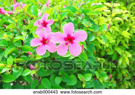 Hibiscus View Large Photo Image Stock Image - Hibiscus. Fotosearch