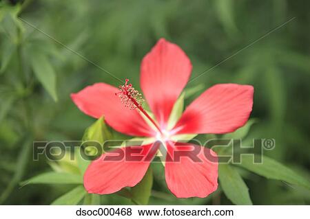 Hibiscus View Large Photo Image Stock Photo - Hibiscus. Fotosearch