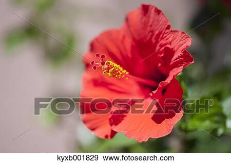 Hibiscus View Large Photo Image Stock Photo - Hibiscus. Fotosearch