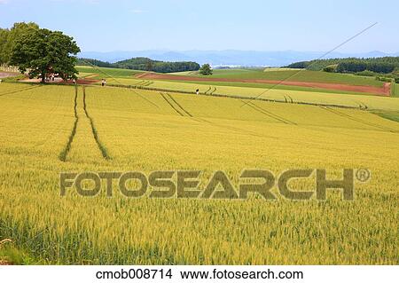 Hokkaido, Japan View Large Photo Image Picture - Hokkaido, Japan. Fotosearch