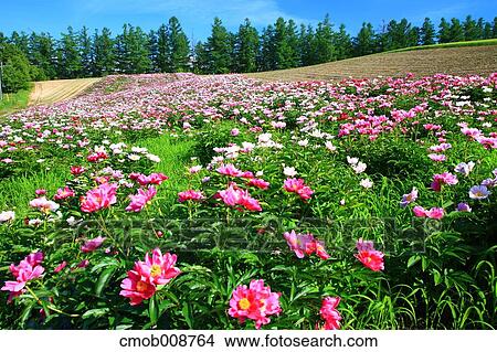 Hokkaido, Japan View Large Photo Image Picture - Hokkaido, Japan. Fotosearch