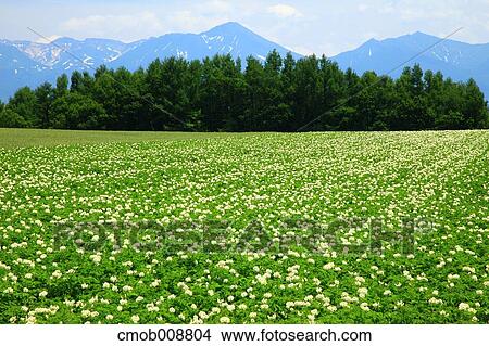 Picture - Hokkaido, Japan. Fotosearch