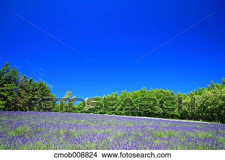 Hokkaido, Japan View Large Photo Image Picture - Hokkaido, Japan. Fotosearch