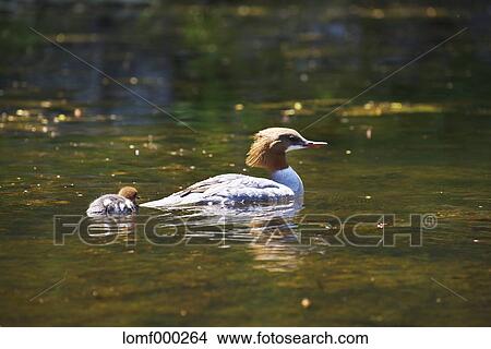 Picture - Hokkaido, Japan. Fotosearch