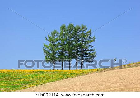 Picture - Hokkaido, Japan. Fotosearch
