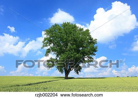 Picture - Hokkaido, Japan. Fotosearch