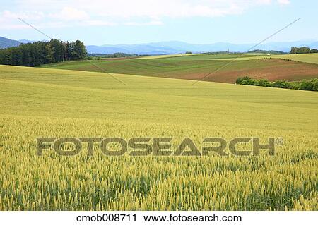 Hokkaido, Japan View Large Photo Image Stock Image - Hokkaido, Japan. Fotosearch