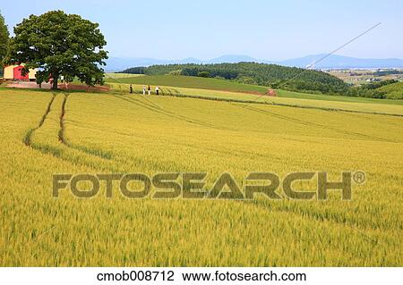 Stock Image - Hokkaido, Japan. Fotosearch